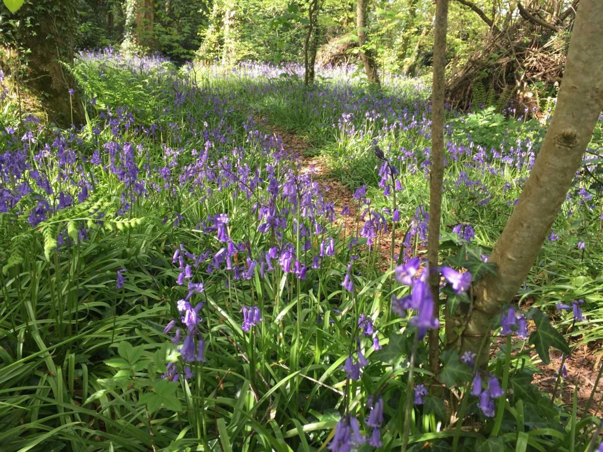 Blackhill Woods Retreat Abbeyleix Dış mekan fotoğraf